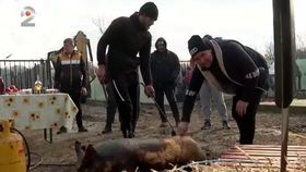 Românii care duc mai departe obiceiul ignatului. Localnicii din Giurgiu spun cu mândrie că păstrează tradiția din tată în fiu: „Așa este în zona noastră”